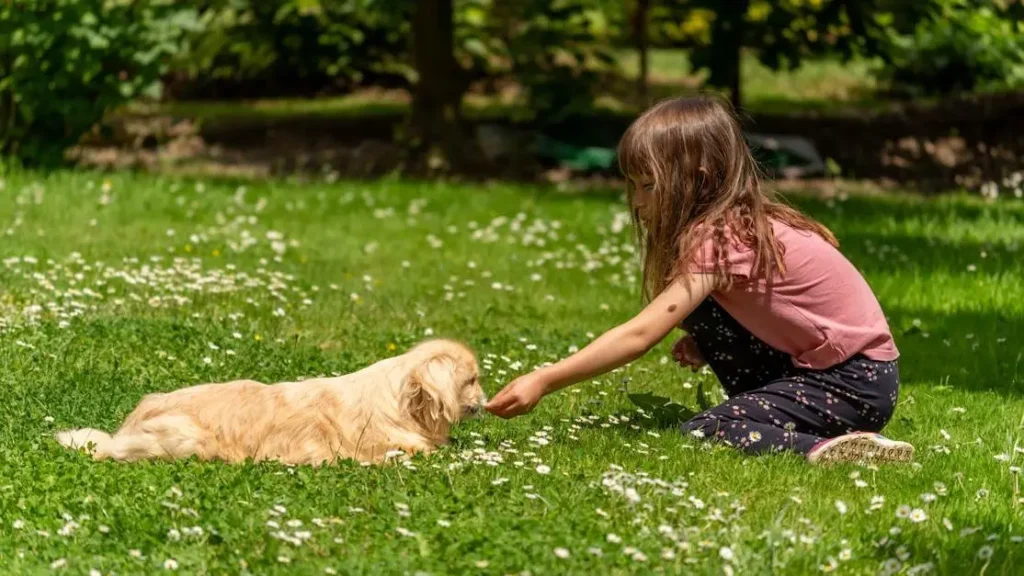 9 Pet-Friendly Parks and Services in Alliston