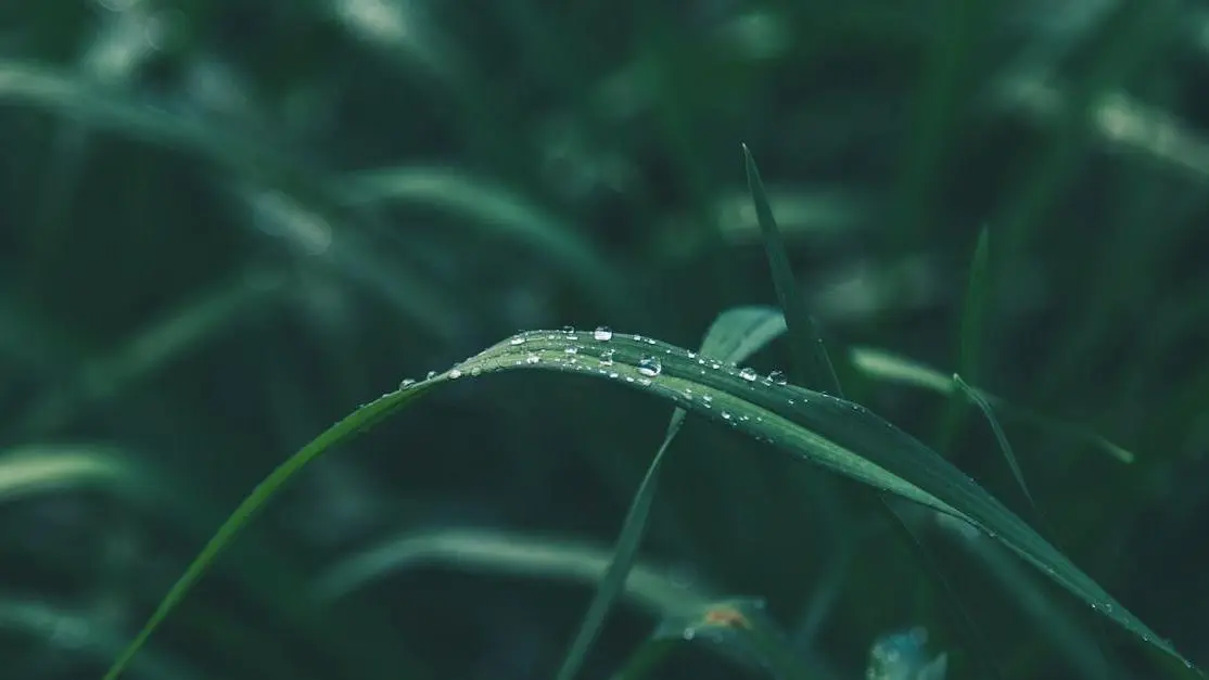 Dental care for sensitive teeth: symbolic fresh start with dew-covered grass.