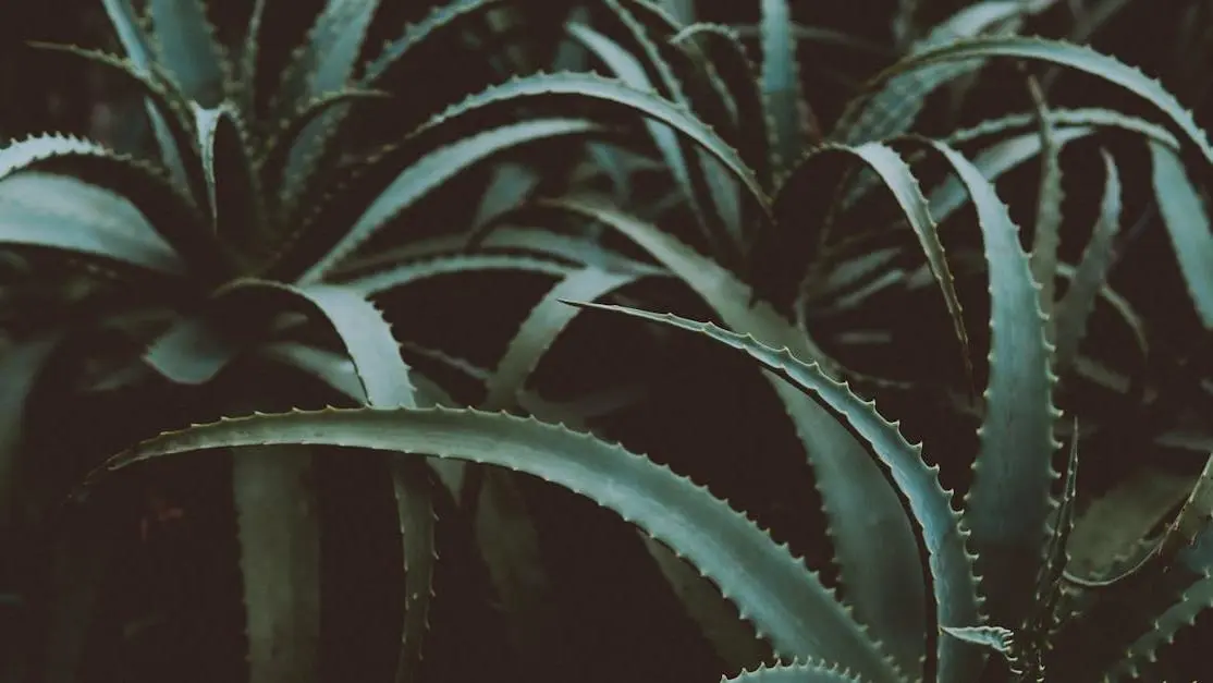 Aloe Vera plants; Cookstown dental implant recovery tips.
